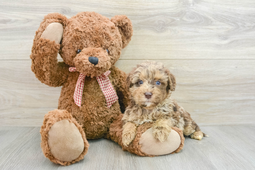 Playful Mini Groodle Poodle Mix Puppy