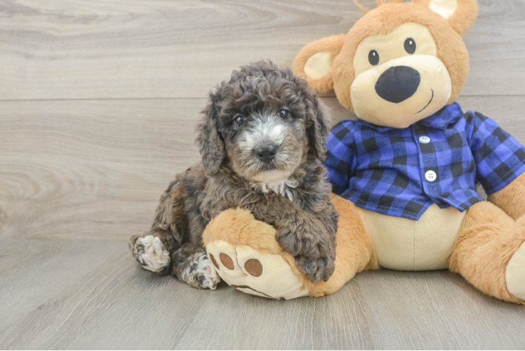 Petite Mini Goldendoodle Poodle Mix Pup