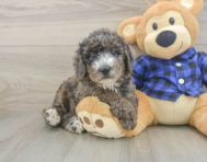8 week old Mini Goldendoodle Puppy For Sale - Puppy Love PR