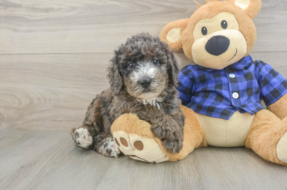 5 week old Mini Goldendoodle Puppy For Sale - Puppy Love PR