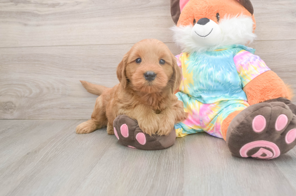 5 week old Mini Goldendoodle Puppy For Sale - Puppy Love PR
