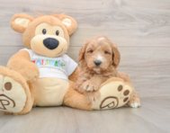 6 week old Mini Goldendoodle Puppy For Sale - Puppy Love PR