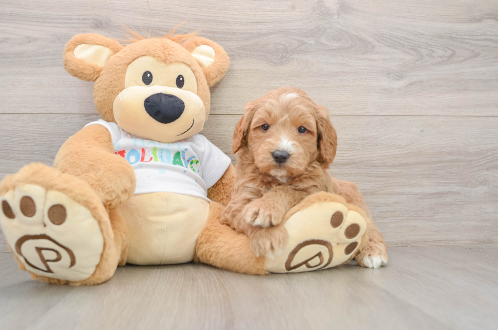 5 week old Mini Goldendoodle Puppy For Sale - Puppy Love PR