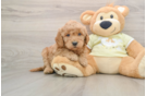 Mini Goldendoodle Pup Being Cute