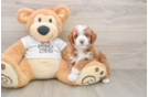 Happy Mini Goldendoodle Baby