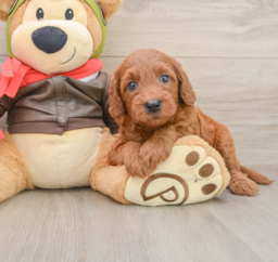 6 week old Mini Goldendoodle Puppy For Sale - Puppy Love PR