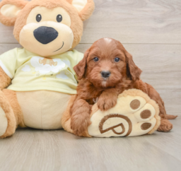 6 week old Mini Goldendoodle Puppy For Sale - Puppy Love PR
