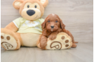 Best Mini Goldendoodle Baby
