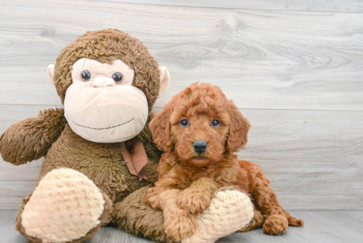 Meet Alpha - our Mini Goldendoodle Puppy Photo 1/3 - Puppy Love PR Best Mini Goldendoodle Baby