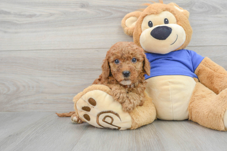 Meet Anabelle - our Mini Goldendoodle Puppy Photo 1/3 - Puppy Love PR Friendly Mini Goldendoodle Baby