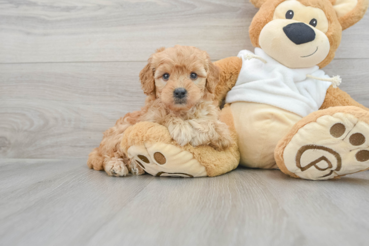 Mini Goldendoodle Pup Being Cute