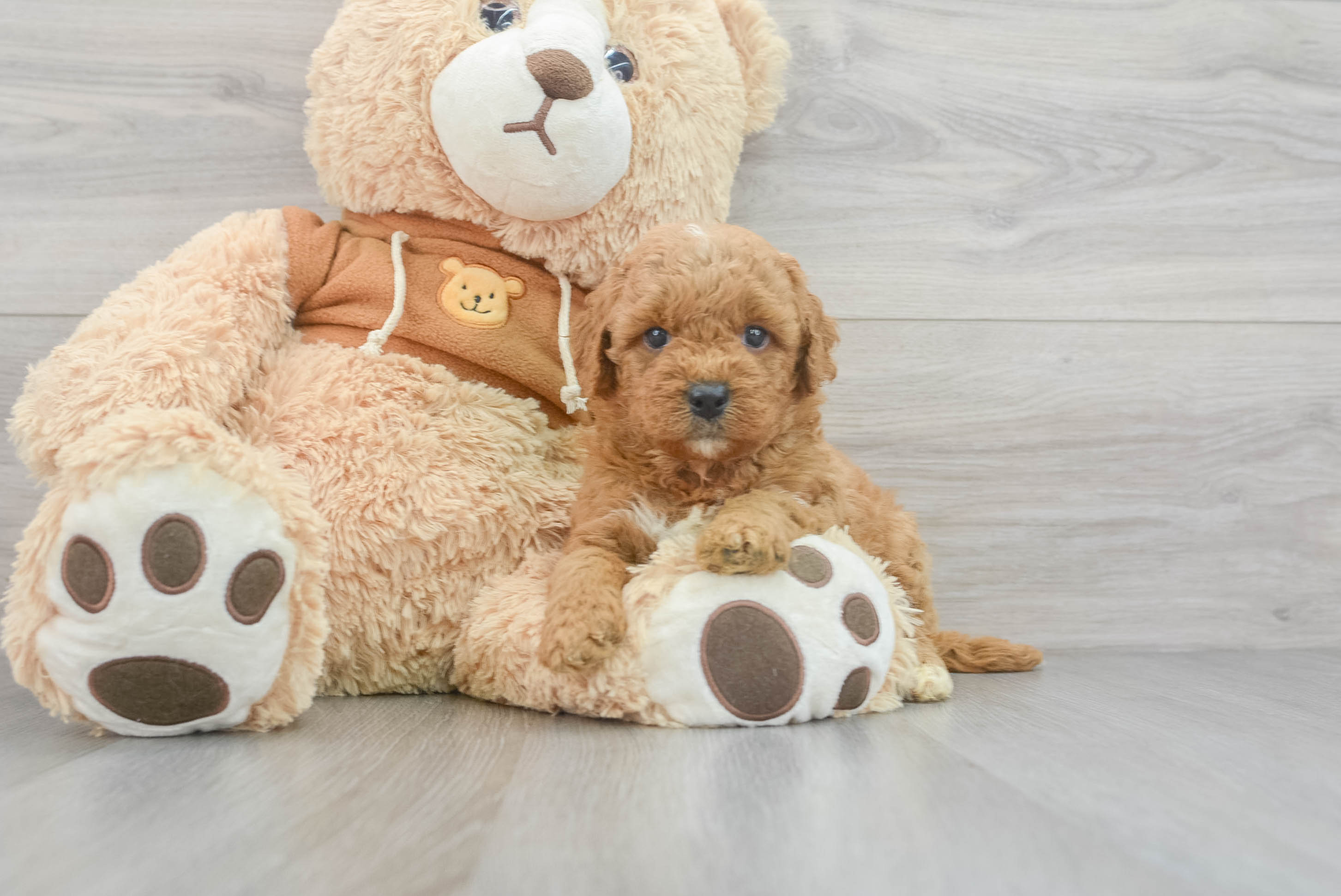 Mini Goldendoodle Pup Being Cute