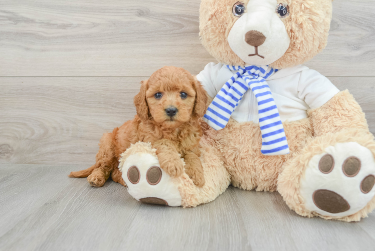 Meet Galilea Sophia Meléndez Burgos - our Mini Goldendoodle Puppy Photo 1/3 - Puppy Love PR Best Mini Goldendoodle Baby