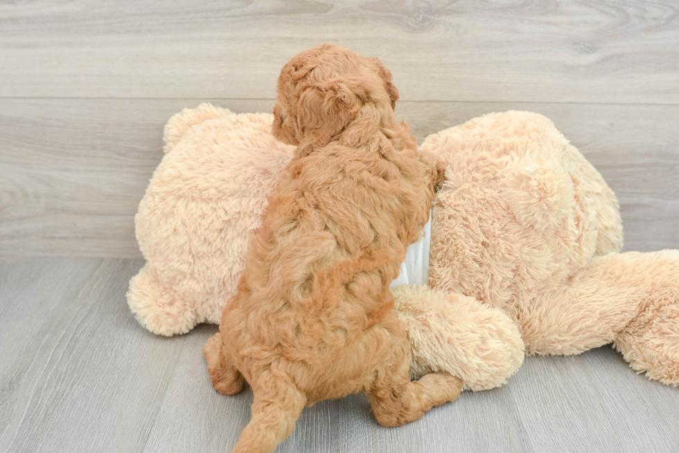 Mini Goldendoodle Puppy for Adoption