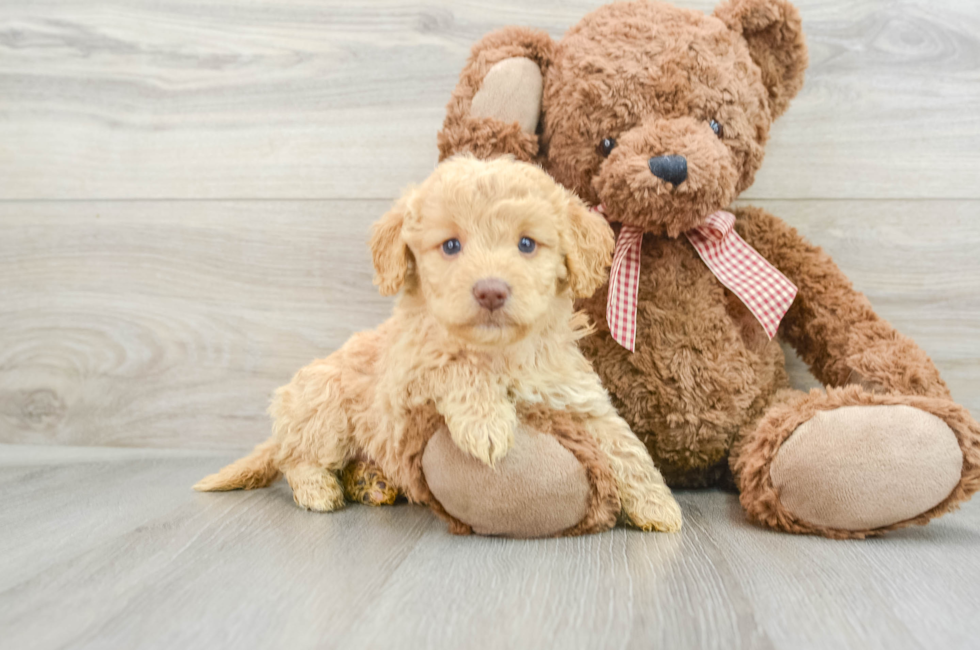 5 week old Mini Goldendoodle Puppy For Sale - Puppy Love PR