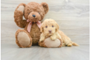 Mini Goldendoodle Puppy for Adoption