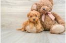 Small Mini Goldendoodle Baby