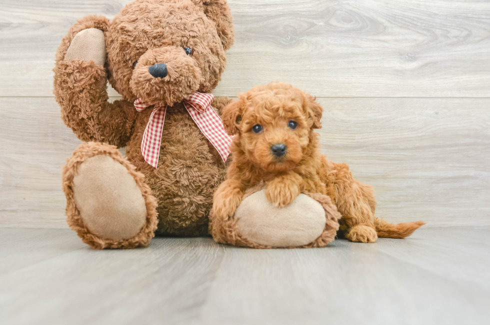 7 week old Mini Goldendoodle Puppy For Sale - Puppy Love PR