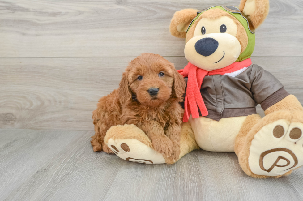 5 week old Mini Goldendoodle Puppy For Sale - Puppy Love PR