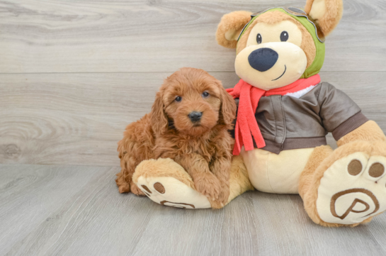 Mini Goldendoodle Pup Being Cute