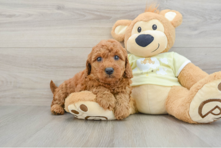Little Mini Goldenpoo Poodle Mix Puppy