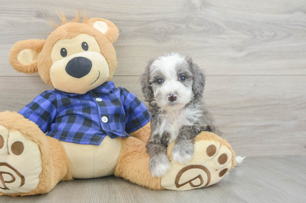 5 week old Mini Goldendoodle Puppy For Sale - Puppy Love PR