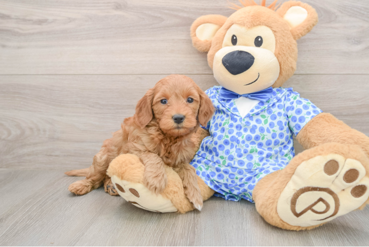 Fluffy Mini Goldendoodle Poodle Mix Pup