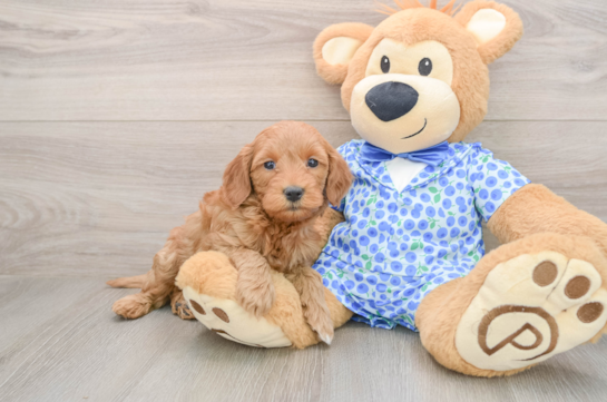 Fluffy Mini Goldendoodle Poodle Mix Pup