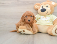 7 week old Mini Goldendoodle Puppy For Sale - Puppy Love PR