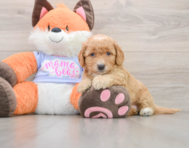 7 week old Mini Goldendoodle Puppy For Sale - Puppy Love PR