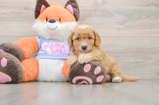Friendly Mini Goldendoodle Baby