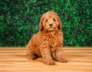 11 week old Mini Goldendoodle Puppy For Sale - Puppy Love PR