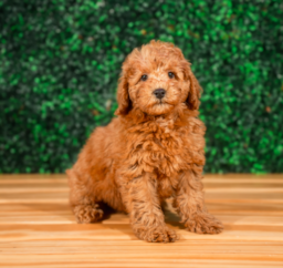 11 week old Mini Goldendoodle Puppy For Sale - Puppy Love PR