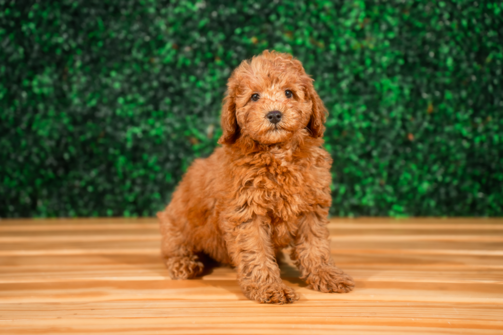 Cute Golden Retriever Poodle Mix Poodle Mix Puppy