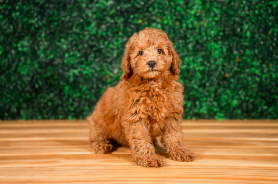 Cute Golden Retriever Poodle Mix Poodle Mix Puppy