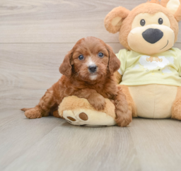 7 week old Mini Goldendoodle Puppy For Sale - Puppy Love PR