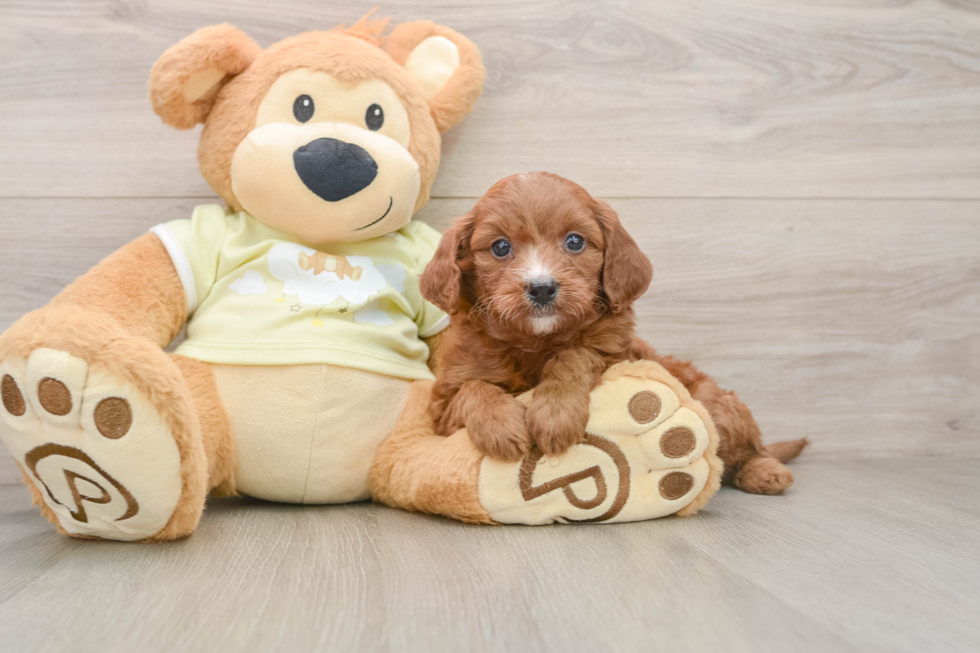 Mini Goldendoodle Puppy for Adoption