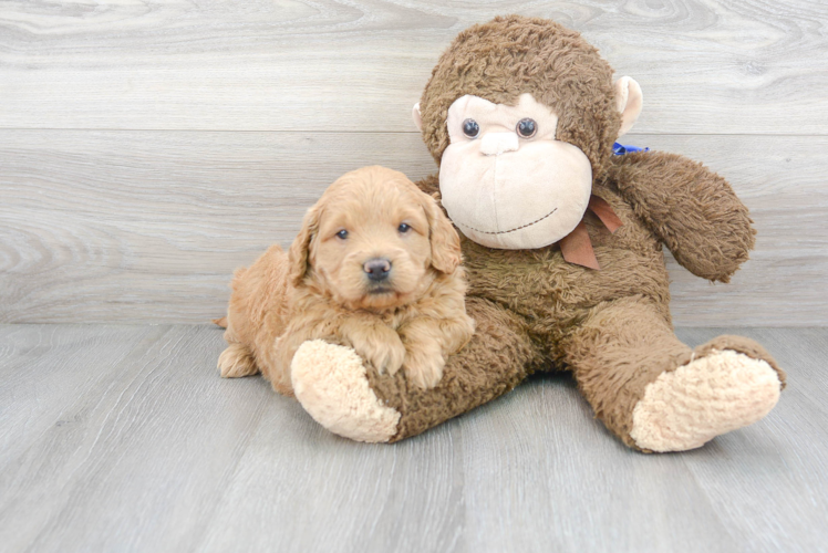 Mini Goldendoodle Pup Being Cute