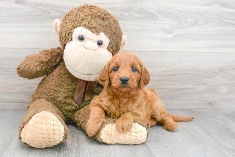 Mini Goldendoodle Pup Being Cute