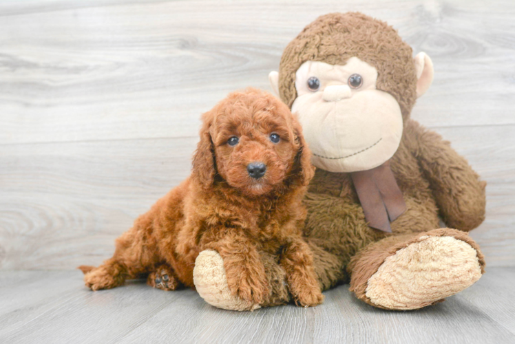 Mini Goldendoodle Pup Being Cute