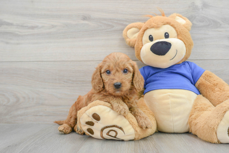 Meet Andrea - our Mini Goldendoodle Puppy Photo 1/3 - Puppy Love PR Hypoallergenic Golden Retriever Poodle Mix Puppy