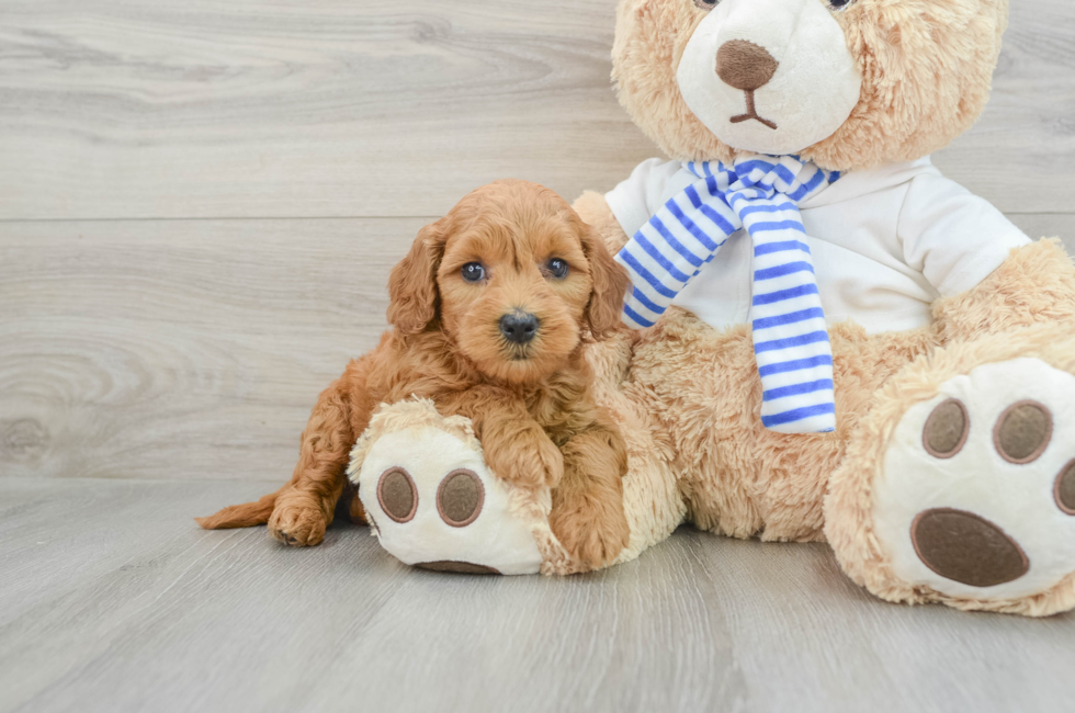 5 week old Mini Goldendoodle Puppy For Sale - Puppy Love PR