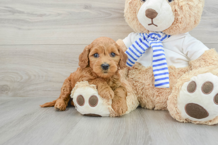 Meet Andrea - our Mini Goldendoodle Puppy Photo 1/3 - Puppy Love PR Best Mini Goldendoodle Baby