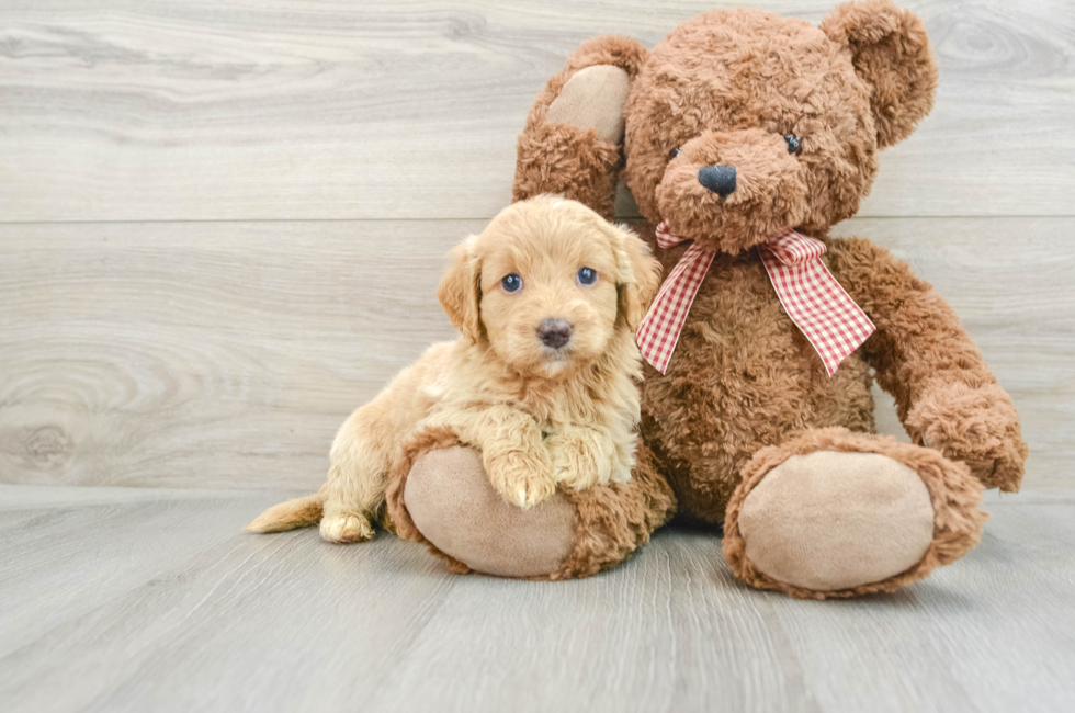 6 week old Mini Goldendoodle Puppy For Sale - Puppy Love PR