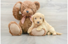 Best Mini Goldendoodle Baby