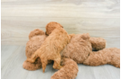 Popular Mini Goldendoodle Poodle Mix Pup