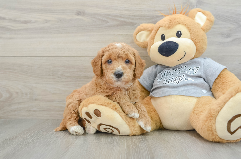 6 week old Mini Goldendoodle Puppy For Sale - Puppy Love PR