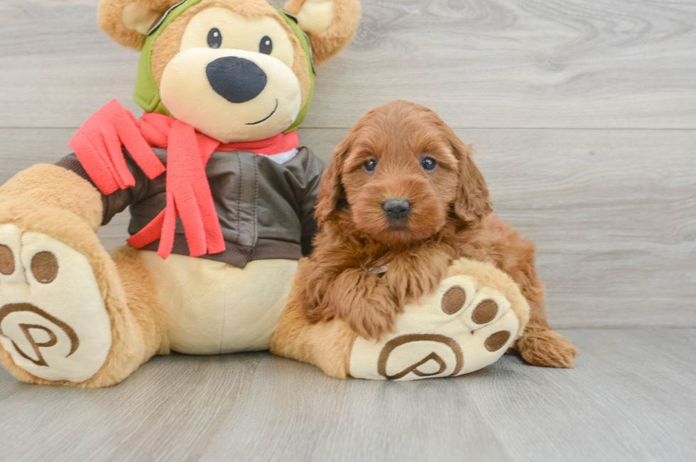 5 week old Mini Goldendoodle Puppy For Sale - Puppy Love PR