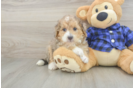 Best Mini Goldendoodle Baby