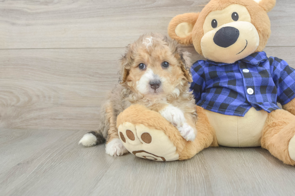Best Mini Goldendoodle Baby